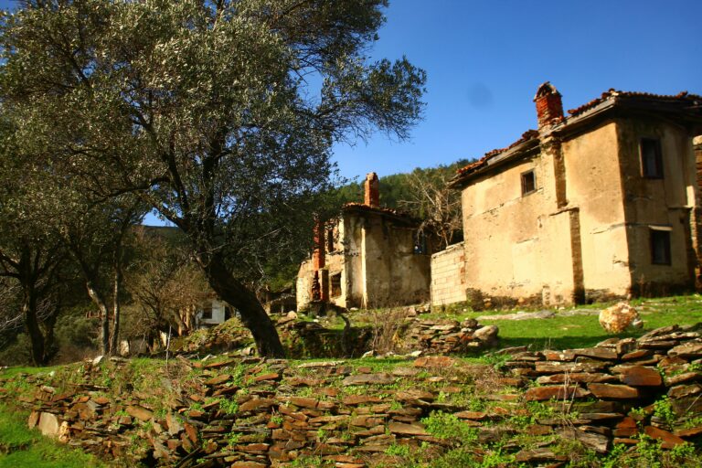 maison avec olivier