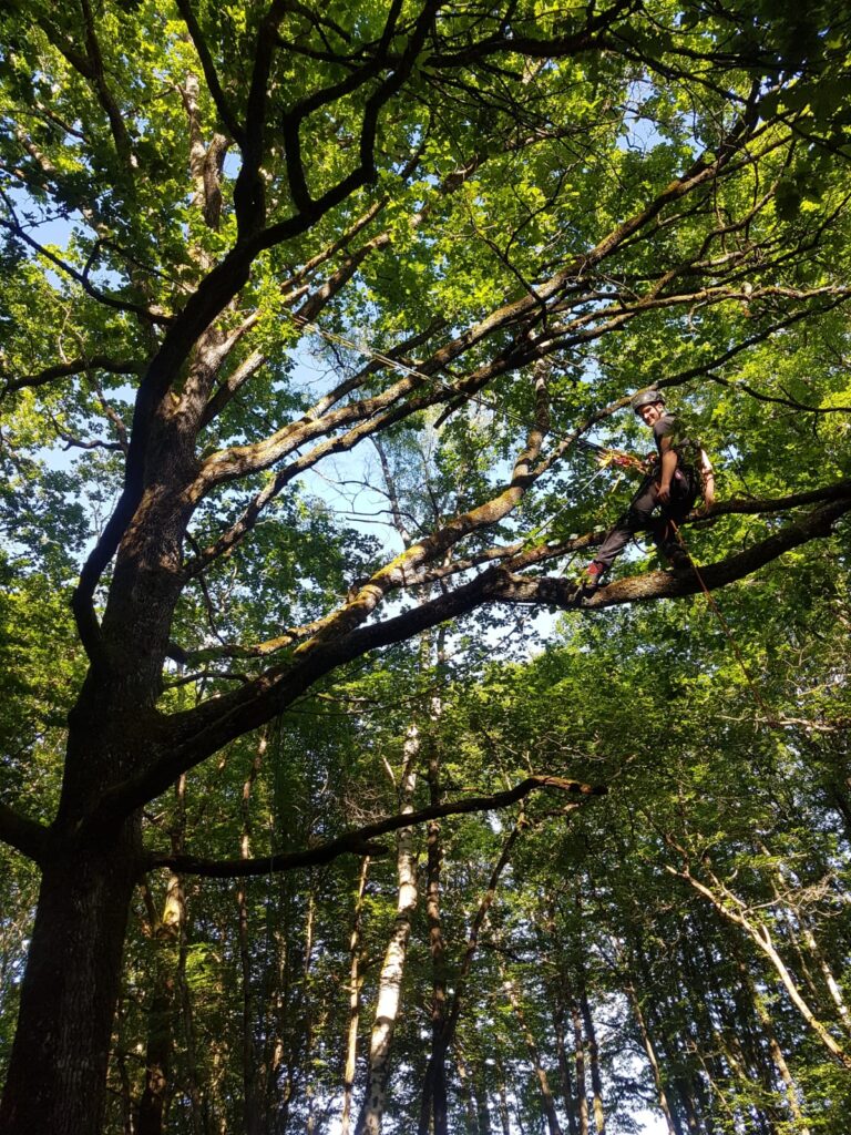 élagage d'un arbre à Saint-Gély-du-Fesc